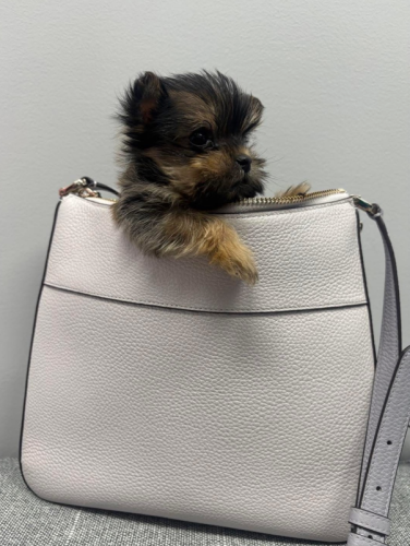 Captura de pantalla 2026-03-06 151933