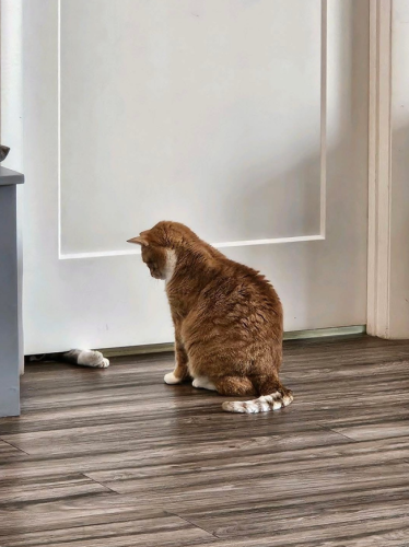 Captura de pantalla 2026-03-06 151950