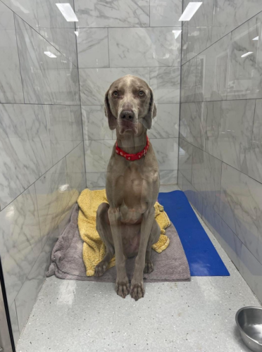 Captura de pantalla 2026-03-06 152007