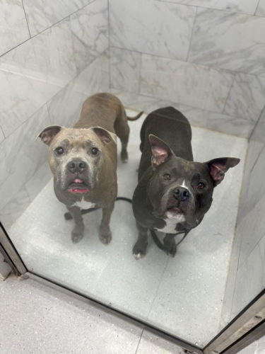 Captura de pantalla 2026-03-06 152015